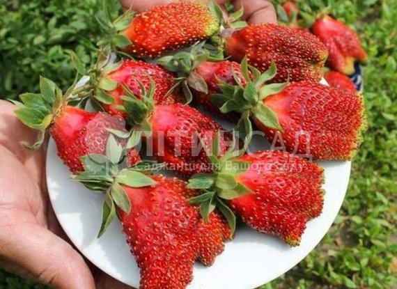 Полуниця Купчиха (10шт) Новинка 2021р