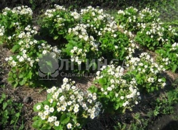 Полуниця Купчиха (10шт) Новинка 2021р