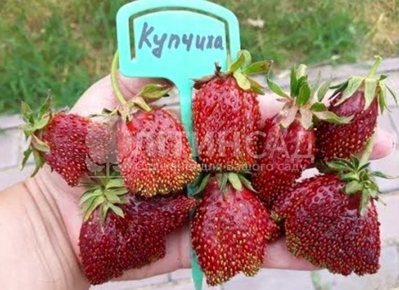 Полуниця Купчиха (10шт) Новинка 2021р