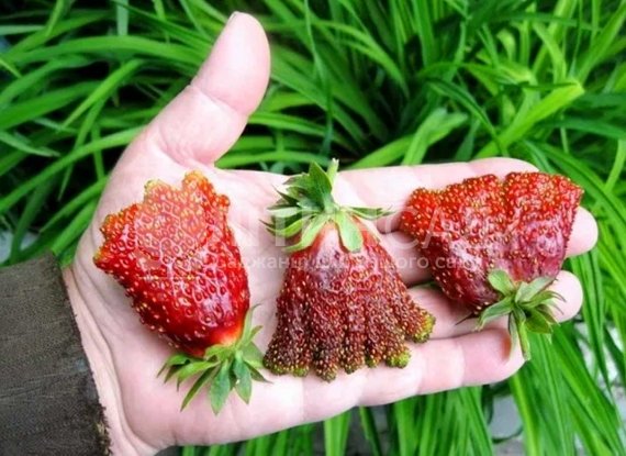 Полуниця Купчиха (10шт) Новинка 2021р