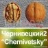 Волоський горіх "Чернівецький-2" *Сіянець* (Трьохрічний)