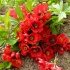 Хеномелес (Айва японська) "Red Joy" (горшок 2л)