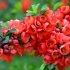 Хеномелес (Айва японська) "Red Joy" (горшок 2л)