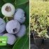 Лохина крупноплідна "Бонус" (середній сорт) горшок 1л