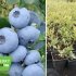 Лохина крупноплідна "Бонус" (середній сорт) горшок 1л