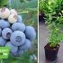 Лохина крупноплідна "Елізабет" (цінний пізній сорт) горшок 1л