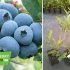 Лохина крупноплідна "Патріот" (ранній сорт) горшок 1л