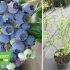 Лохина високоросла "Блюголд" (середній сорт) горшок 1л