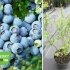 Лохина високоросла "Блюголд" (середній сорт) горшок 1л