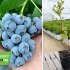 Лохина високоросла "Денис Блю" (середній сорт) горшок 1л