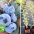 Лохина високоросла "Спартан" (пізній сорт) горшок 1л