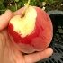Персик Фиделия