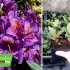 Рододендрон "Марсель Менард" горшок 0,5л