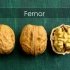 Волоський горіх Фернор "Fernor" *Щеплений*