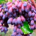 Виноград Красотка (ранній сорт) 