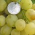 Виноград Нельсон