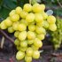 Виноград Синдикат