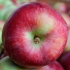Яблуня Макінтош