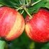 Яблуня Роял Гала