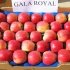 Яблуня Роял Гала