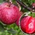Яблуня Сирена червоном'яса (дворічний)