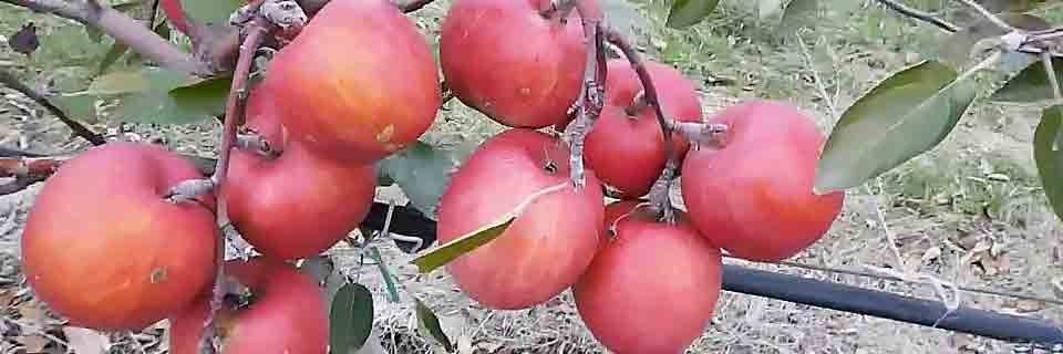 Яблуня Бребурн Хілвел Braeburn (Hillwell @ Hidala)